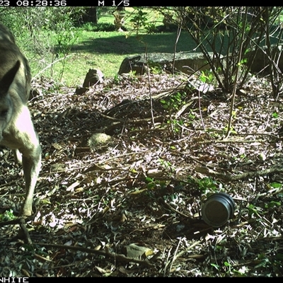 Macropus giganteus (Eastern Grey Kangaroo) at Jamberoo, NSW - 23 Sep 2024 by Smithsay