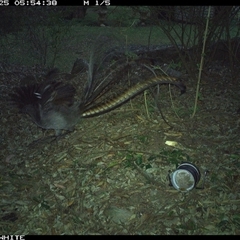 Menura novaehollandiae (Superb Lyrebird) at Jamberoo, NSW - 25 Sep 2024 by Smithsay
