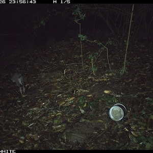 Perameles nasuta (Long-nosed Bandicoot) at Jamberoo, NSW - 26 Sep 2024 by Smithsay