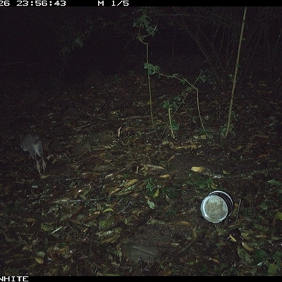 Perameles nasuta (Long-nosed Bandicoot) at Jamberoo, NSW - 26 Sep 2024 by Smithsay