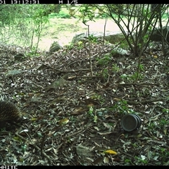 Tachyglossus aculeatus (Short-beaked Echidna) at Jamberoo, NSW - 1 Oct 2024 by Smithsay