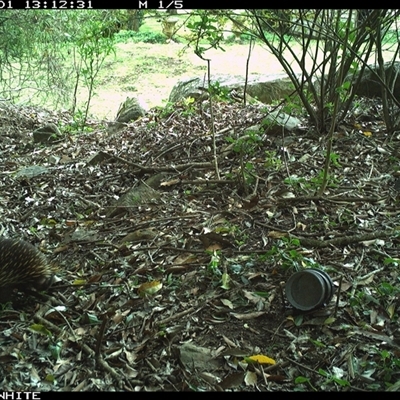 Tachyglossus aculeatus (Short-beaked Echidna) at Jamberoo, NSW - 1 Oct 2024 by Smithsay