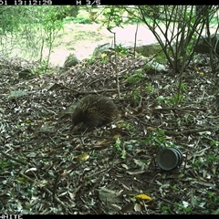 Tachyglossus aculeatus at Jamberoo, NSW - 1 Oct 2024 01:12 PM