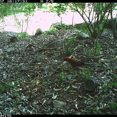 Platycercus elegans (Crimson Rosella) at Jamberoo, NSW - 7 Oct 2024 by Smithsay
