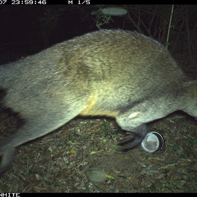 Wallabia bicolor (Swamp Wallaby) at Jamberoo, NSW - 7 Oct 2024 by Smithsay