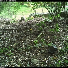 Felis catus (Feral Cat) at Jamberoo, NSW - 13 Oct 2024 by Smithsay