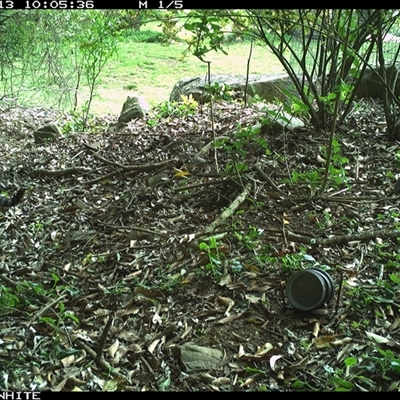 Felis catus (Feral Cat) at Jamberoo, NSW - 13 Oct 2024 by Smithsay