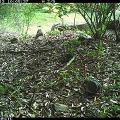 Felis catus at Jamberoo, NSW - 13 Oct 2024 10:05 AM