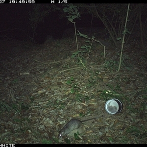 Rattus fuscipes (Bush Rat) at Jamberoo, NSW - 27 Oct 2024 by Smithsay