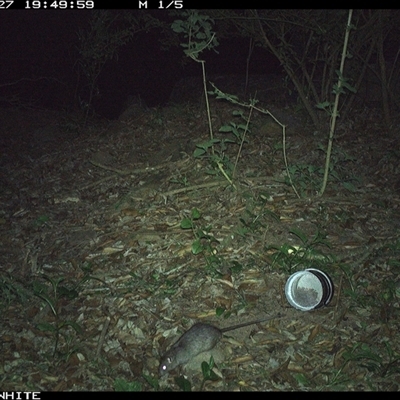 Rattus fuscipes (Bush Rat) at Jamberoo, NSW - 27 Oct 2024 by Smithsay