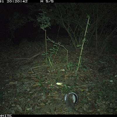 Rattus rattus (Black Rat) at Jamberoo, NSW - 31 Oct 2024 by Smithsay