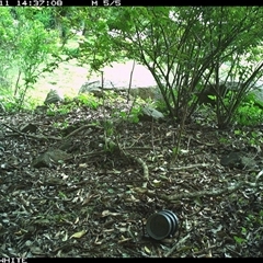 Ptilonorhynchus violaceus (Satin Bowerbird) at Jamberoo, NSW - 11 Nov 2024 by Smithsay