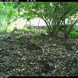 Ptilonorhynchus violaceus (Satin Bowerbird) at Jamberoo, NSW - 11 Nov 2024 by Smithsay