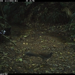 Menura novaehollandiae (Superb Lyrebird) at Bellawongarah, NSW - 3 Oct 2024 by Logrunners