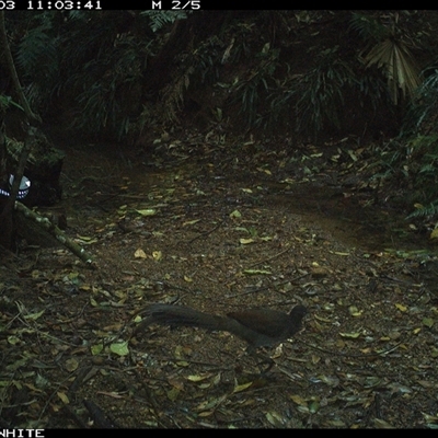 Menura novaehollandiae (Superb Lyrebird) at Bellawongarah, NSW - 3 Oct 2024 by Logrunners