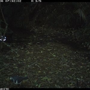 Leucosarcia melanoleuca (Wonga Pigeon) at Bellawongarah, NSW - 6 Oct 2024 by Logrunners