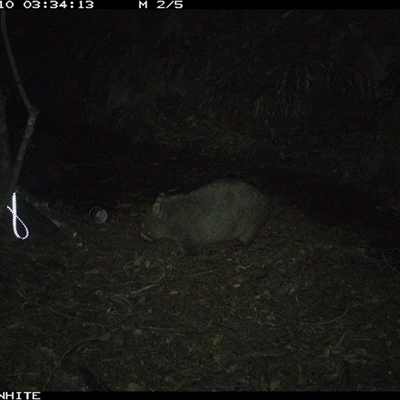 Vombatus ursinus (Common wombat, Bare-nosed Wombat) at Bellawongarah, NSW - 10 Oct 2024 by Logrunners