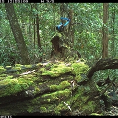 Vulpes vulpes (Red Fox) at Bellawongarah, NSW - 15 Oct 2024 by Logrunners