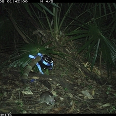 Rattus fuscipes (Bush Rat) at Bellawongarah, NSW - 6 Nov 2024 by Logrunners