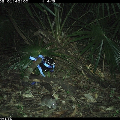 Rattus fuscipes (Bush Rat) at Bellawongarah, NSW - 6 Nov 2024 by Logrunners