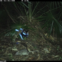 Rattus fuscipes at Bellawongarah, NSW - 6 Nov 2024 01:42 AM