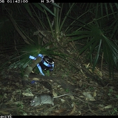 Rattus fuscipes at Bellawongarah, NSW - 6 Nov 2024 01:42 AM