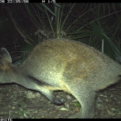 Wallabia bicolor (Swamp Wallaby) at Bellawongarah, NSW - 8 Nov 2024 by Logrunners