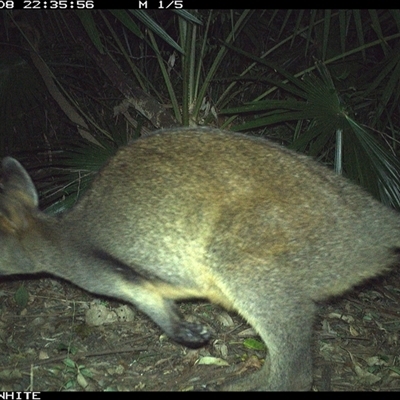 Wallabia bicolor (Swamp Wallaby) at Bellawongarah, NSW - 8 Nov 2024 by Logrunners