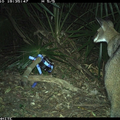 Notamacropus rufogriseus (Red-necked Wallaby) at Bellawongarah, NSW - 10 Nov 2024 by Logrunners