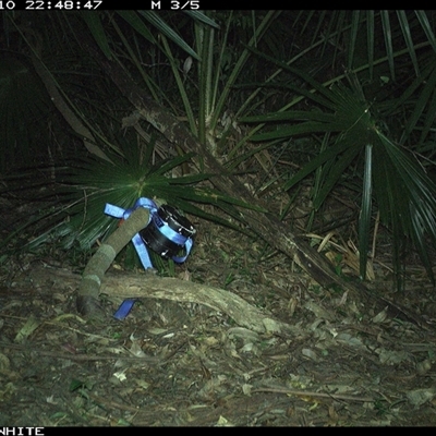 Trichosurus cunninghami at Bellawongarah, NSW - 10 Nov 2024 by Logrunners