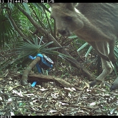 Macropus giganteus (Eastern Grey Kangaroo) at Bellawongarah, NSW - 11 Nov 2024 by Logrunners