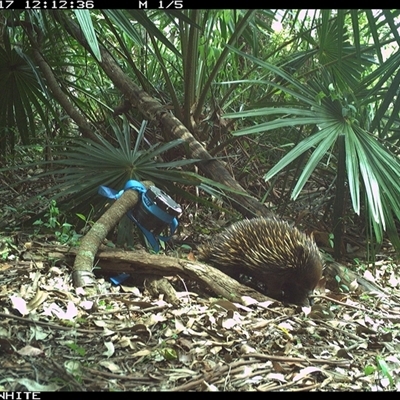 Tachyglossus aculeatus (Short-beaked Echidna) at Bellawongarah, NSW - 17 Nov 2024 by Logrunners