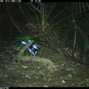 Perameles nasuta (Long-nosed Bandicoot) at Bellawongarah, NSW - 18 Nov 2024 by Logrunners