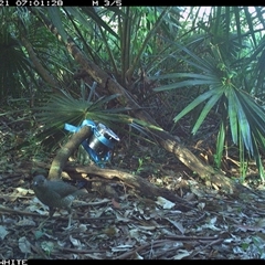 Ptilonorhynchus violaceus (Satin Bowerbird) at Bellawongarah, NSW - 21 Nov 2024 by Logrunners