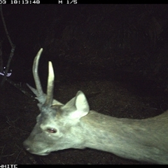 Unverified Mammal at Bellawongarah, NSW - 3 Oct 2024 by Logrunners