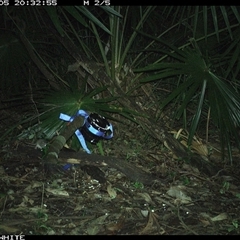 Unverified Mammal at Bellawongarah, NSW - 5 Nov 2024 by Logrunners