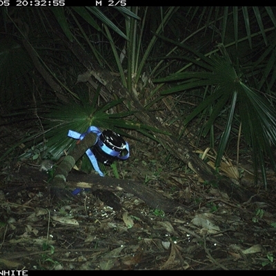Unverified Mammal at Bellawongarah, NSW - 5 Nov 2024 by Logrunners