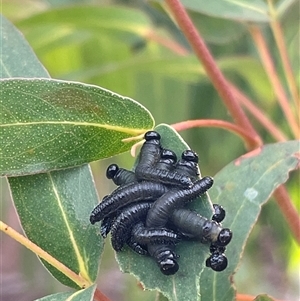 Pergidae sp. (family) at Nicholls, ACT - 2 Jun 2025 by LeahColebrook