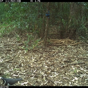 Leucosarcia melanoleuca at Bellawongarah, NSW - 7 Oct 2024 11:52 AM