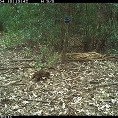 Tachyglossus aculeatus (Short-beaked Echidna) at Bellawongarah, NSW - 4 Oct 2024 by Logrunners