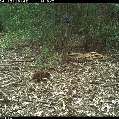 Tachyglossus aculeatus (Short-beaked Echidna) at Bellawongarah, NSW - 4 Oct 2024 by Logrunners