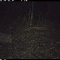 Vombatus ursinus (Common wombat, Bare-nosed Wombat) at Bellawongarah, NSW - 9 Oct 2024 by Logrunners