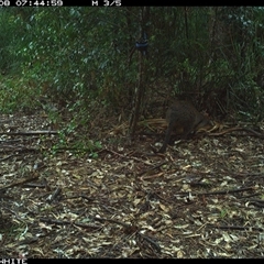 Wallabia bicolor at Bellawongarah, NSW - 8 Oct 2024 by Logrunners