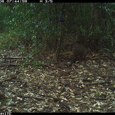 Wallabia bicolor at Bellawongarah, NSW - 8 Oct 2024 by Logrunners