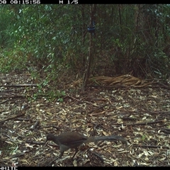 Menura novaehollandiae (Superb Lyrebird) at Bellawongarah, NSW - 8 Oct 2024 by Logrunners