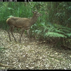 Cervus elaphus (Red Deer) at Bellawongarah, NSW - 14 Oct 2024 by Logrunners