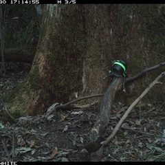 Psophodes olivaceus (Eastern Whipbird) at Bellawongarah, NSW - 30 Oct 2024 by Logrunners
