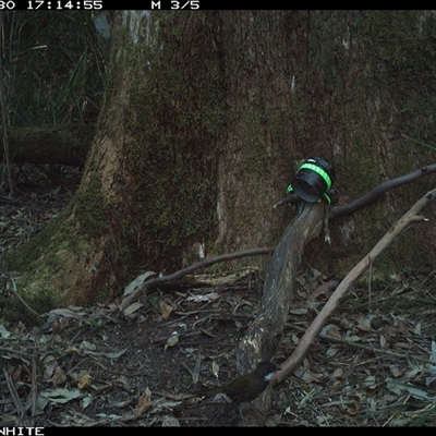 Psophodes olivaceus (Eastern Whipbird) at Bellawongarah, NSW - 30 Oct 2024 by Logrunners