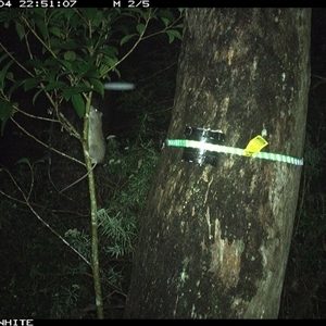 Rattus sp. at Bellawongarah, NSW - 4 Nov 2024 by Logrunners