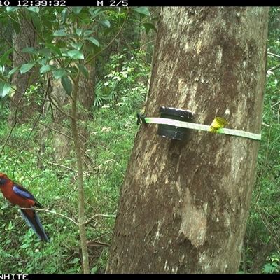 Platycercus elegans (Crimson Rosella) at Bellawongarah, NSW - 10 Nov 2024 by Logrunners